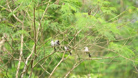 pájaros posados en las ramas de los árboles
