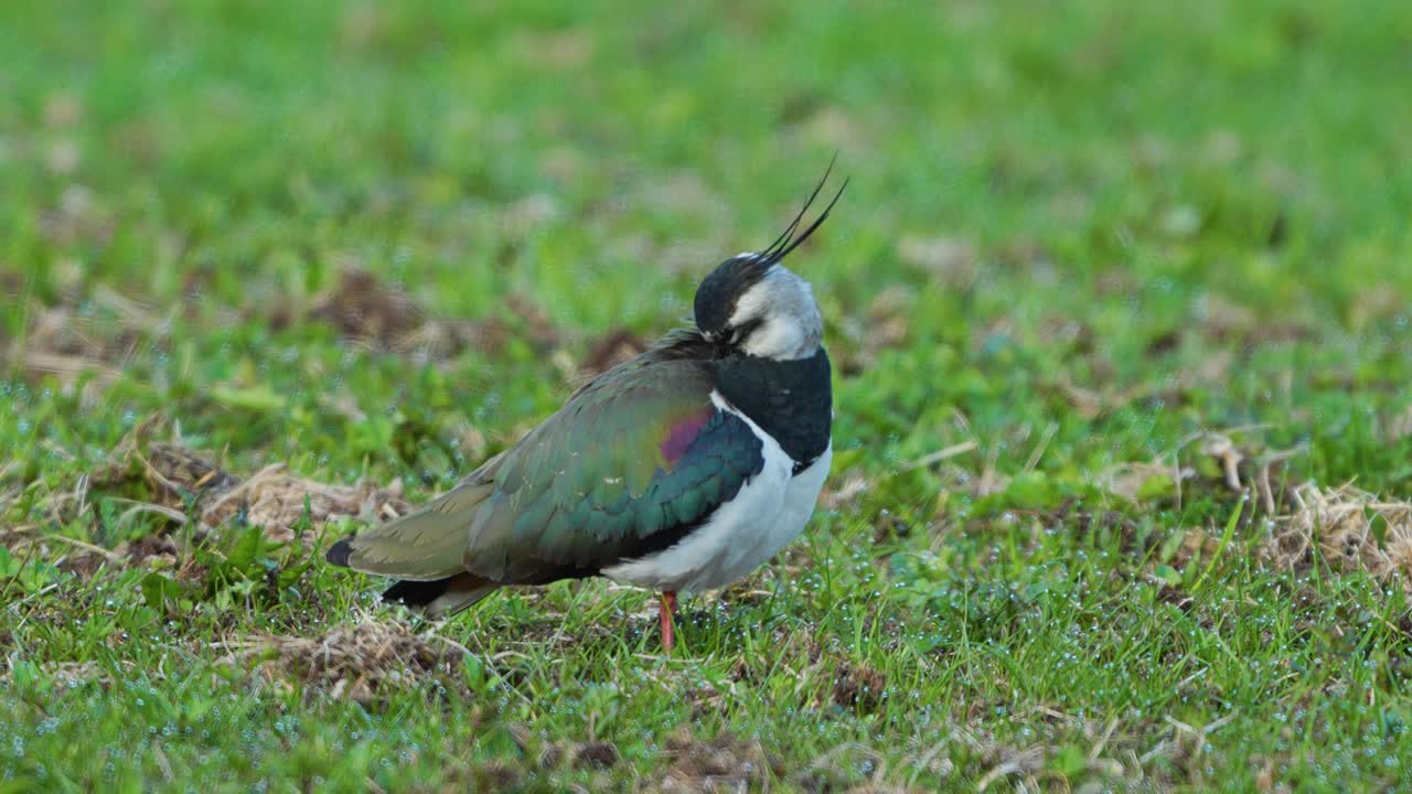 Northern lapwing preening in a field 4k