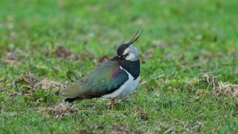 northern lapwing preening in a field 4k