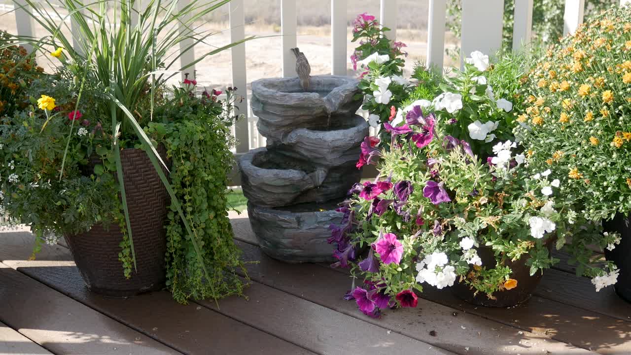 pinzón hembra visita una fuente de agua del patio trasero para tomar una copa - tiro estático