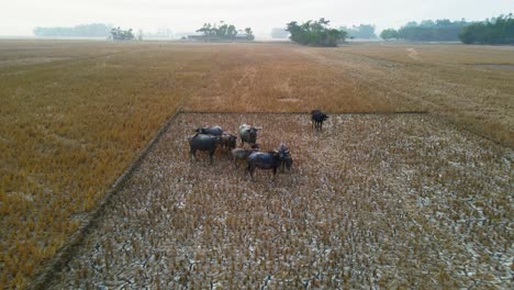 Vista-Aérea:-Manada-Familiar-De-Búfalos-Pastando-En-Las-Llanuras