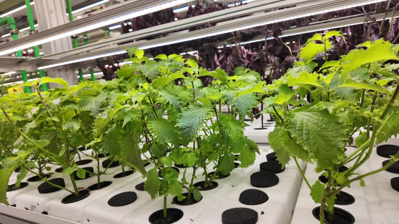 Plants thriving in harmony within an eco-friendly farm