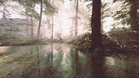 Panoramic-of-the-forest-with-river-reflecting-the-trees-in-the-water