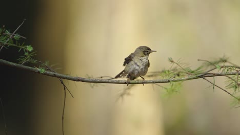 Curious-sight-of-juvenile-chaffinch-on-branch-ruffling-feathers,-shallow-depth