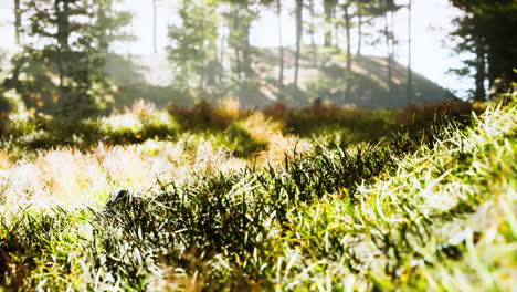 trees with shadows in forest against of sunshine