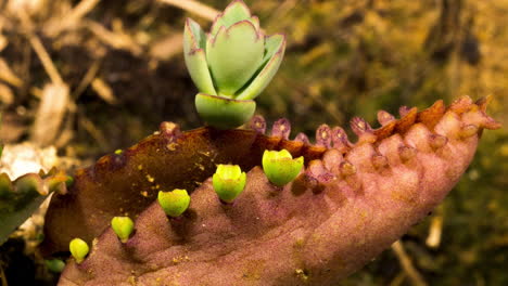 Madre-Moribunda-De-Mil-Plantas-Da-A-Luz-Y-Energía-A-Bebés-Recién-Nacidos-Suculentos