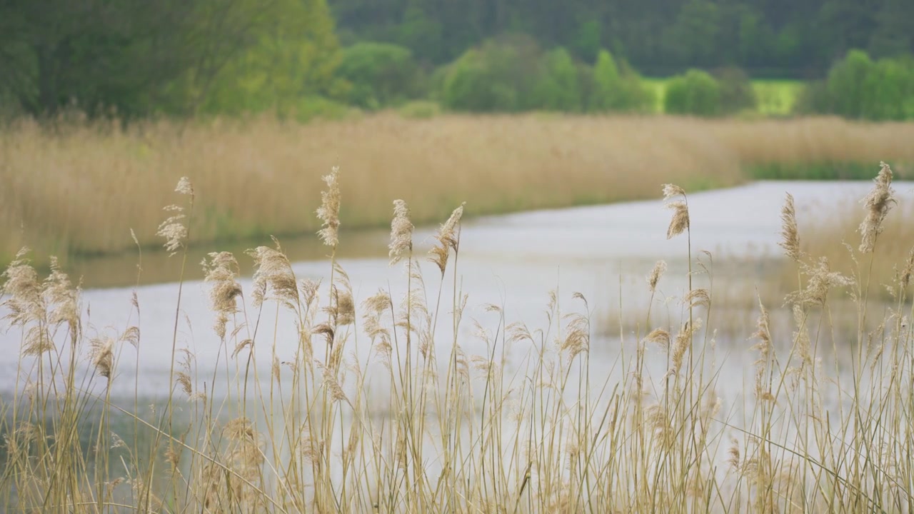 Høje siv bevæger sig blidt i brisen ved siden af en rolig flod i landlige omgivelser. Fredfyldt naturlandskab med blød baggrund og grønne omgivelser