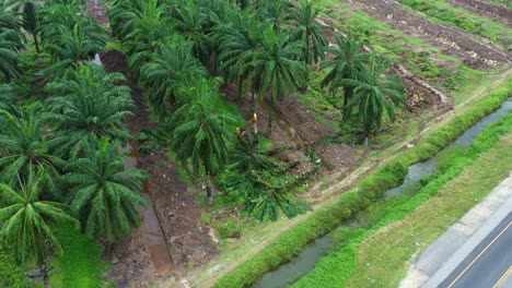 excavator removing the palm trees with birds foraging on the side, deforestation for palm oil, environmental concerns and habitat loss, aerial shot