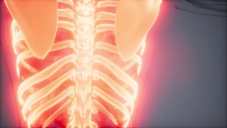 cuerpo humano transparente con huesos visibles