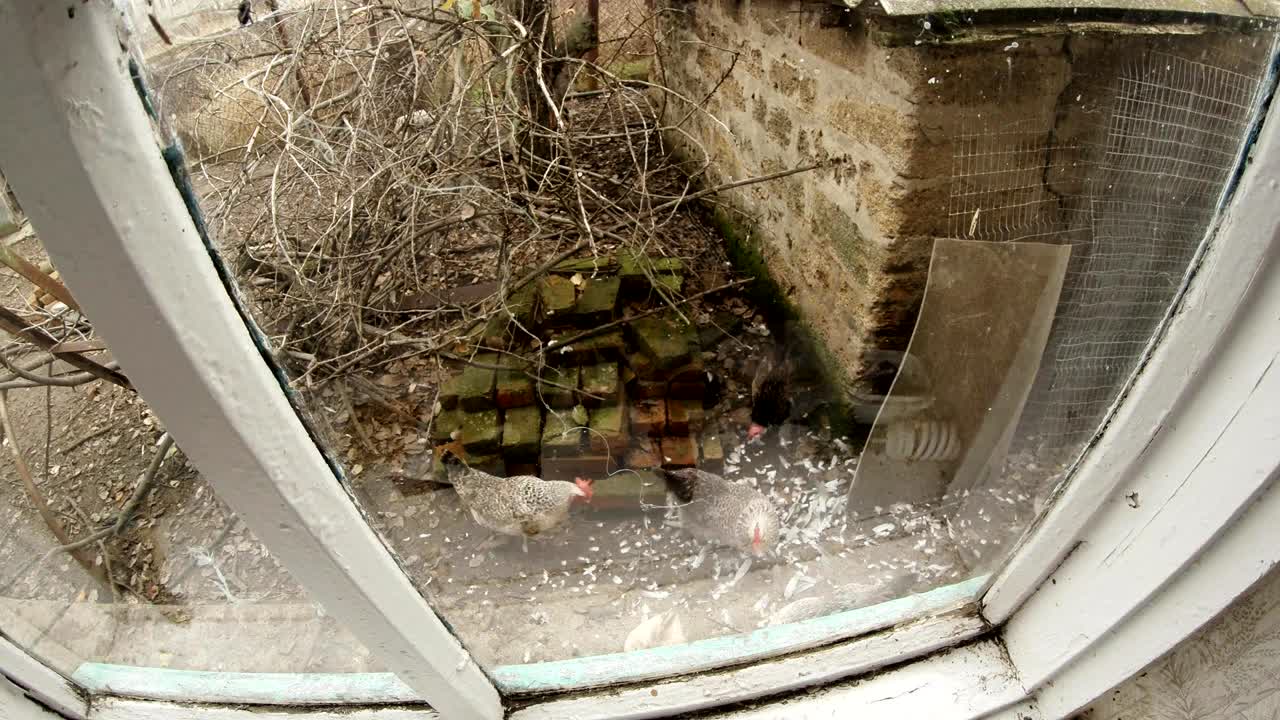 наблюдая за животными во дворе отдаленной деревни через окно в начале весны