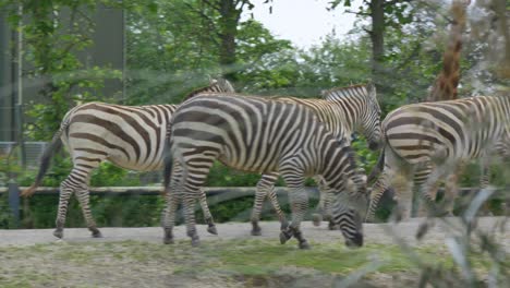 Cebras-Caminan-Pavoneándose-A-Través-Del-Recinto-Sobre-Un-Camino-De-Tierra-Cubierto-De-Hierba,-El-Zoológico-De-Dublín,-Irlanda