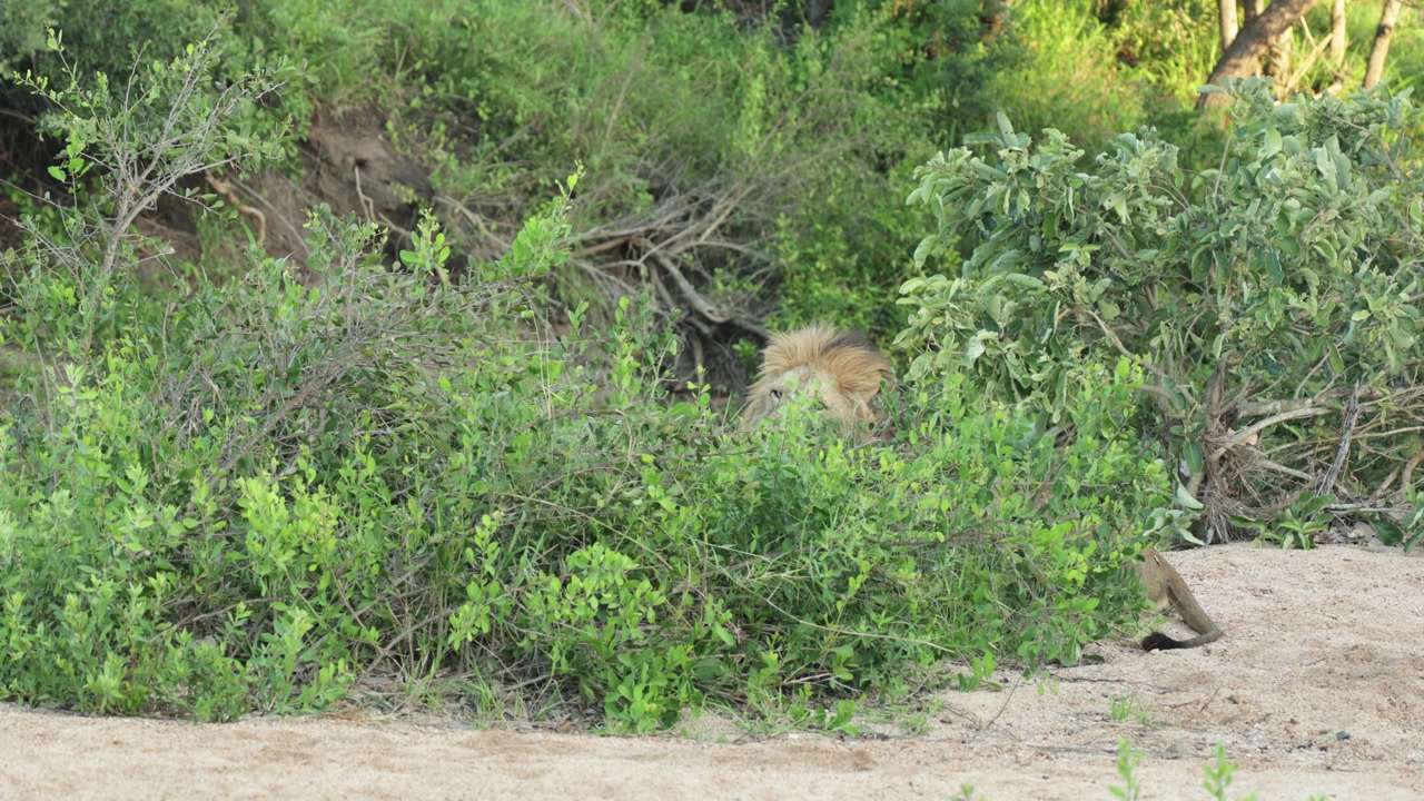 Un leone maschio è sdraiato dietro un arbusto in un letto di fiume asciutto mentre scuote la testa e la criniera prima di guardare attraverso la vegetazione, Parco Nazionale Kruger