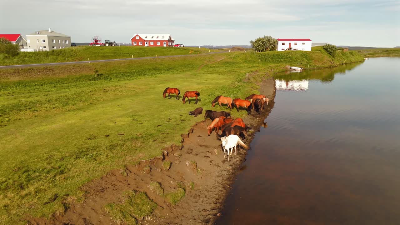 Watch Icelandic horses in their natural habitat, surrounded by breathtaking landscapes, captured beautifully from above.