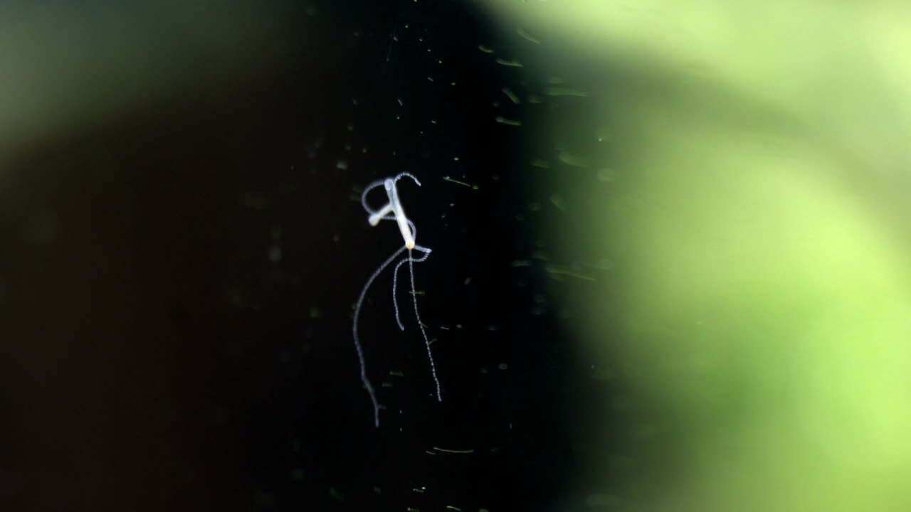 hydra는 자극에 반응하여 촉수를 수축시킵니다.