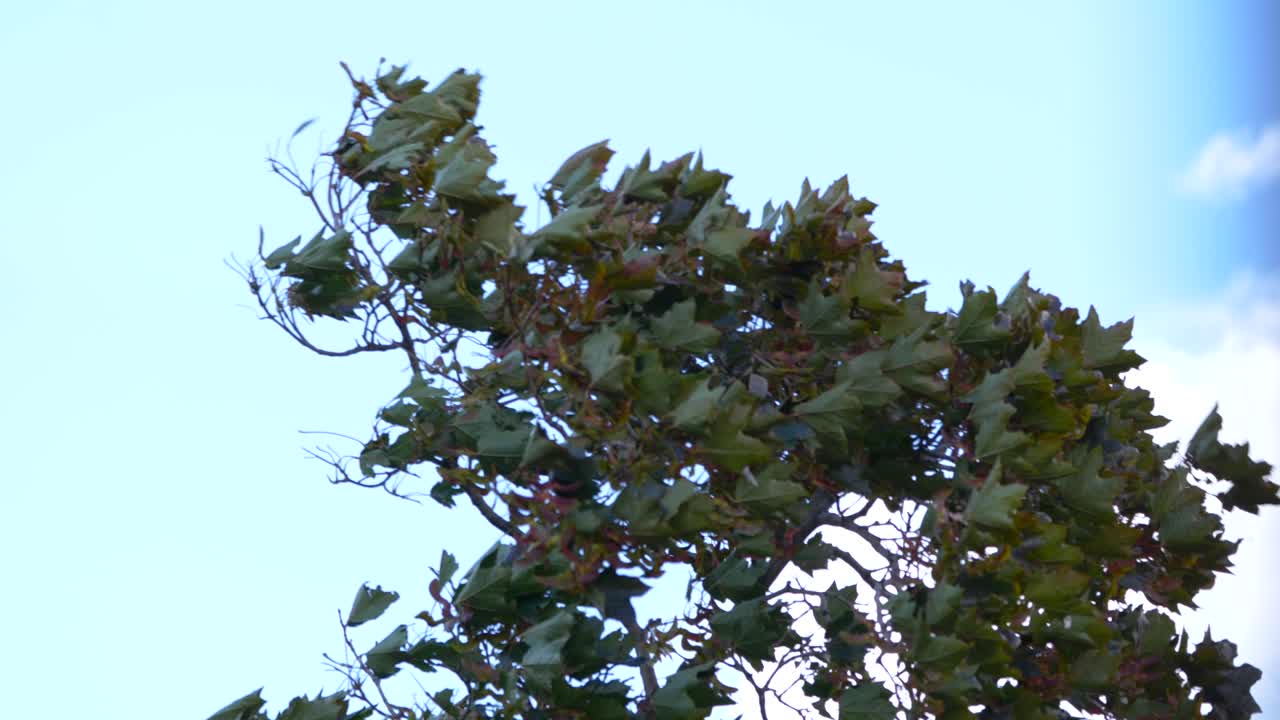 Fierce 70-80 mile per hour winds hit hard on the top of a maple tree flailing to and for