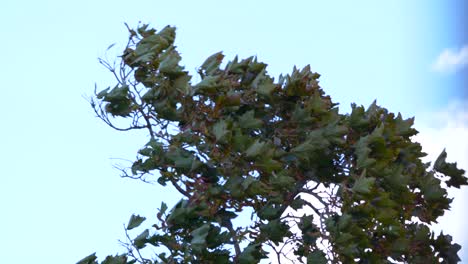 fierce 70-80 mile per hour winds hit hard on the top of a maple tree flailing to and for