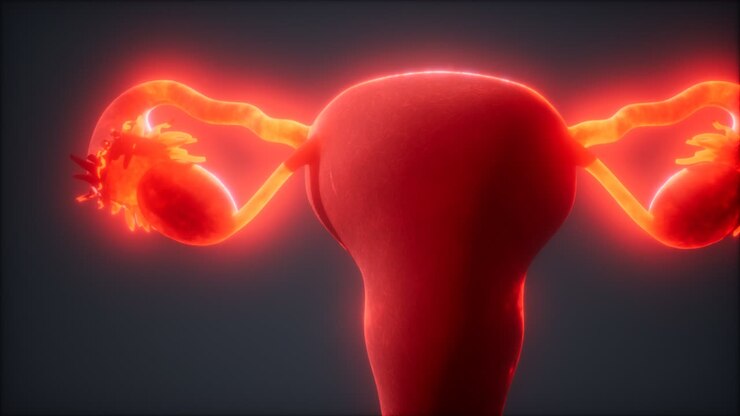 Female Reproductive System Anatomy