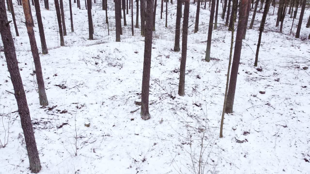 눈으로 뒤덮인 바이커니에쿠 숲의 항공 영상