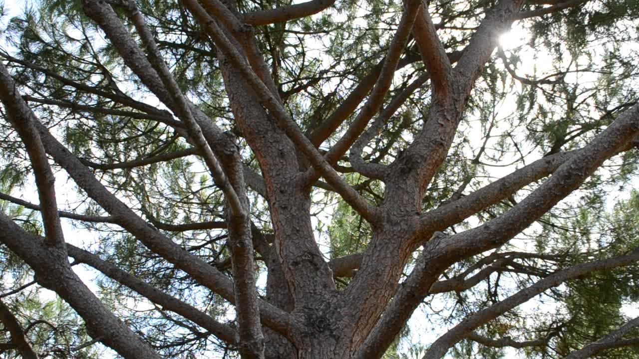 Pino, abete