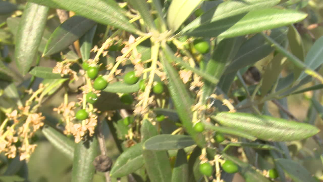 Olive Tree Branches with Green Olives