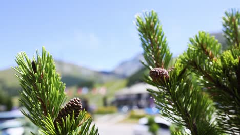 close-up of pine branch with blurred background