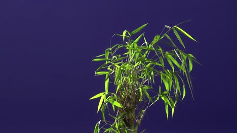 planta de tierra con fondo de pantalla azul