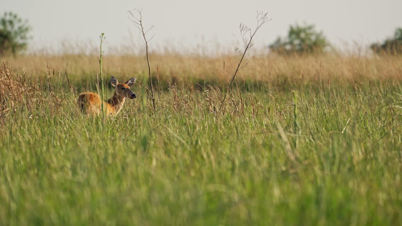Blastocerus dichotomus marsh deer standing still in tall grass, Ibera Park, Argentina.