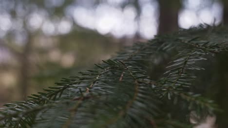 panned view of aged and healthy evergreen branch