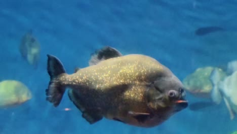 una piraña en un acuario