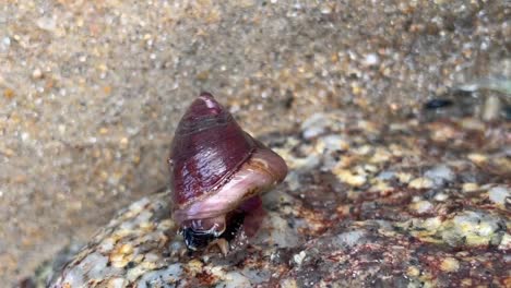 Caracol-Turbante-De-Monterey-También-Conocido-Como-Tegula-Arrastrándose-Sobre-Roca-En-Una-Zona-Intermareal-Del-Océano-Pacífico