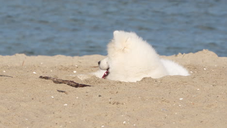 a fluffy white dog lies comfortably in the sand on a sunny beach, partly buried and relaxed