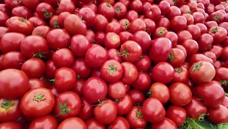 una pila de tomates rojos