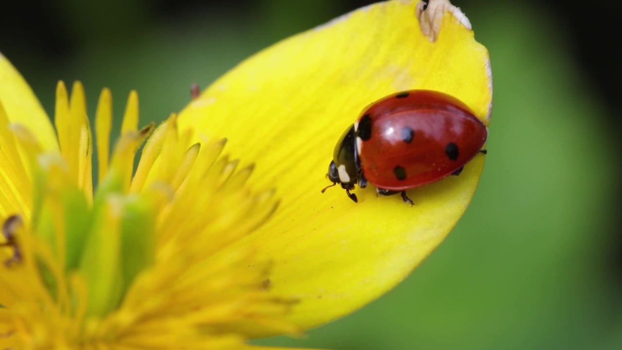 Sarı bir çiçek yaprağında dinlenirken kendini temizleyen yedi noktalı uğur böceği (Coccinella septempunctata). İlkbahar. Birleşik Krallık.