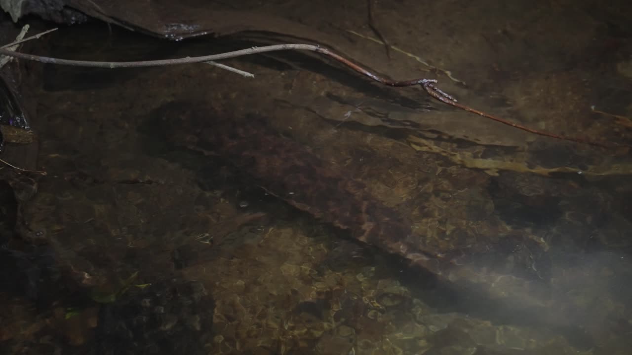 Tottori River at Night, Endangered Japanese Giant Salamander Moving in Water