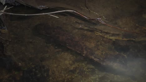 río tottori por la noche, salamandra gigante japonesa en peligro de extinción moviéndose en el agua
