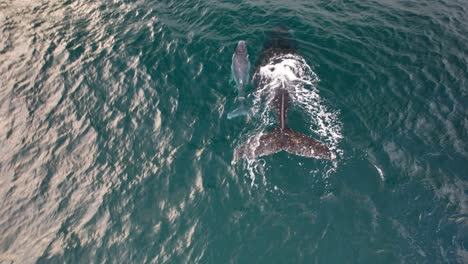 Humpback Whale Calf Swimming With Its Mother In Blue Ocean In NSW, Australia - Drone Shot