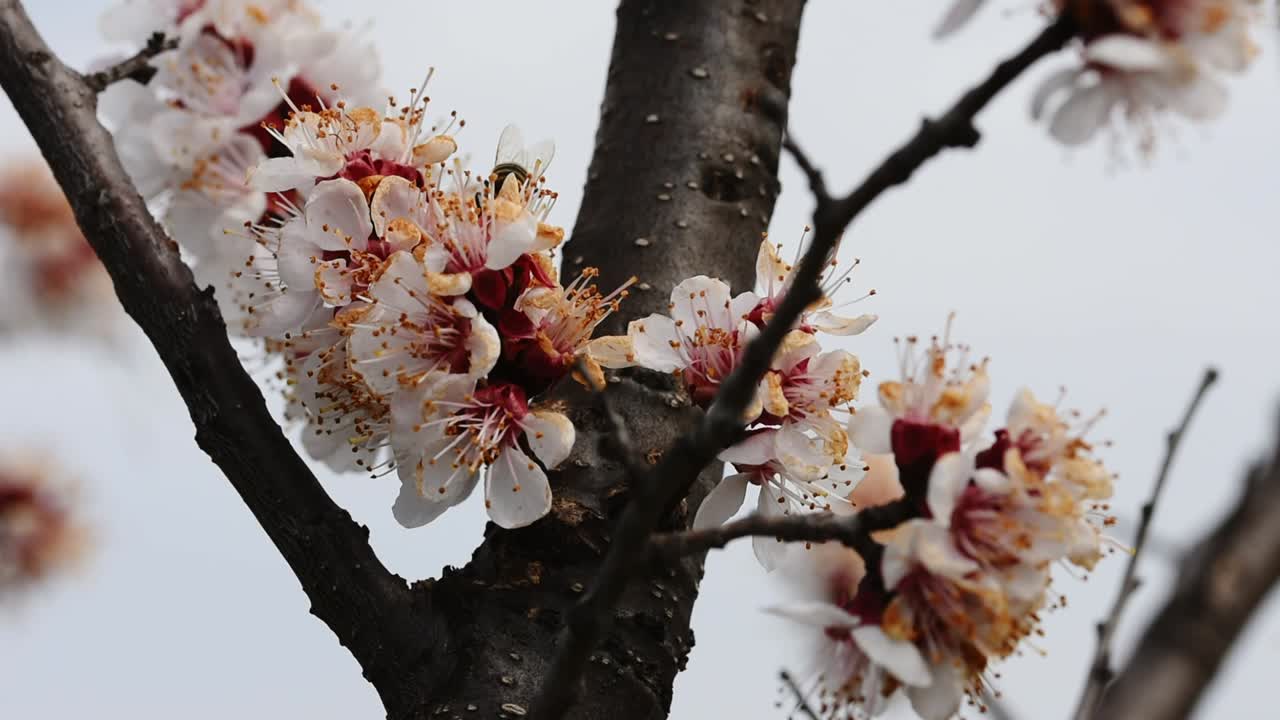 Bees pollinating the flowers of a blooming apricot tree