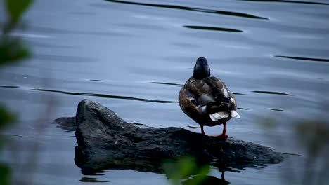 Eine-Ente-Auf-Einem-Felsen,-Die-Sich-Selbst-Pflegt