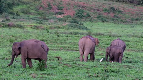 the asiatic elephants are endangered species and they are also residents of thailand