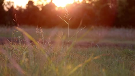 A-few-sparse-stalks-of-wild-grass-backlit-by-the-sunset-that-is-coming-over-trees-in-the-background