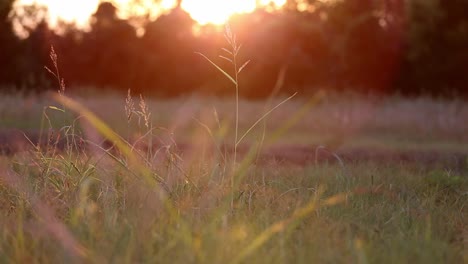 a few sparse stalks of wild grass backlit by the sunset that is coming over trees in the background