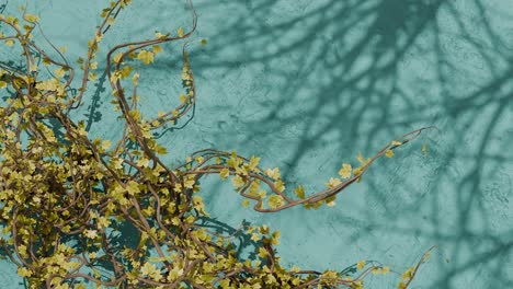 green climbing vine with small leaves on textured blue wall with plant shadows. spring nature and garden concept. design for wallpaper, poster, banner.flat lay composition with copy space