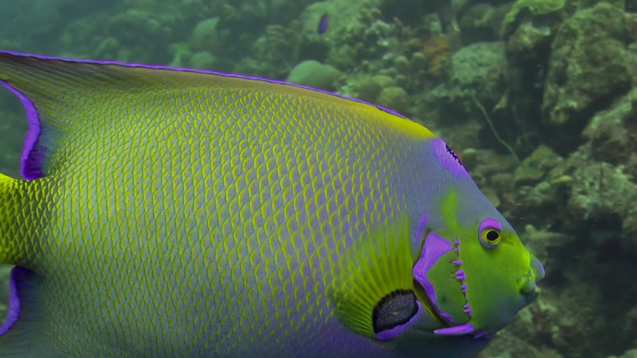 el pez ángel azul nada cerca