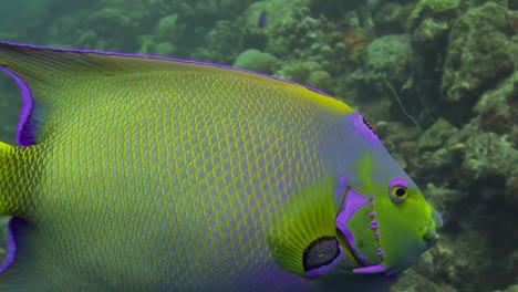 blue angelfish swims by