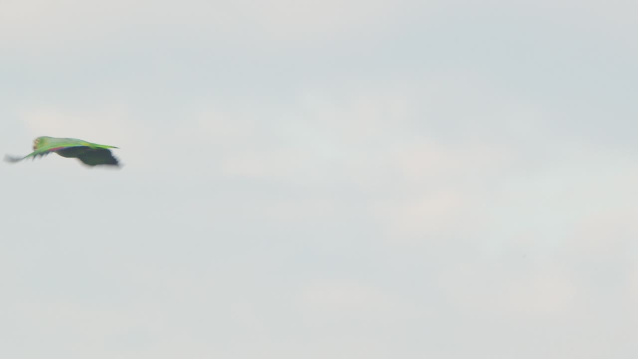 A Mealy Parrot cuts through the sky, flying solo above Peru’s vast Amazon rainforest in slow motion