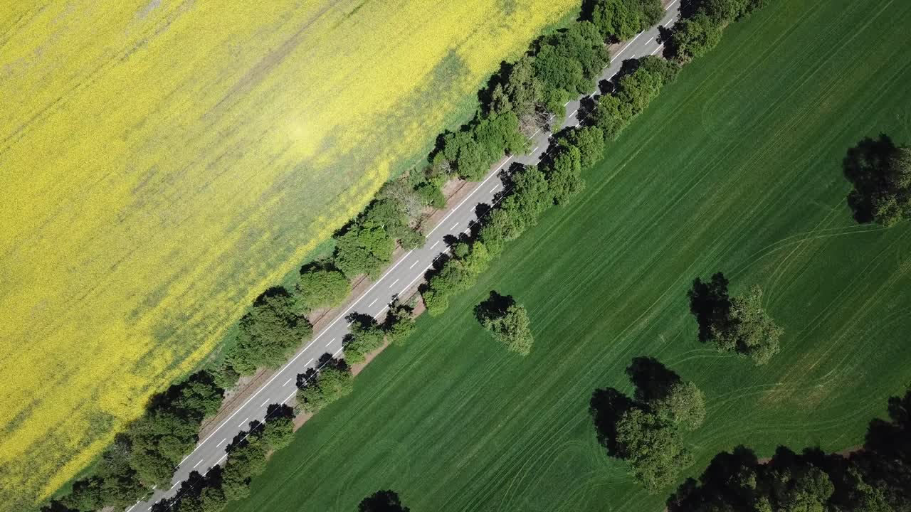 Top Down Aerial View of Canola Oil Yellow and Green Meadow Field and Road Between Them, Chile Countryside