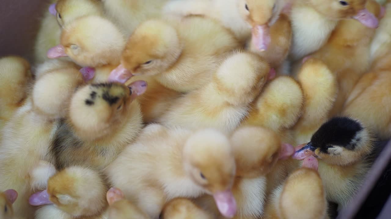 많은 노란 오리 새끼