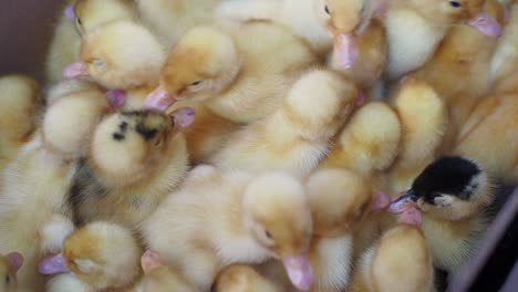 muchos patitos amarillos