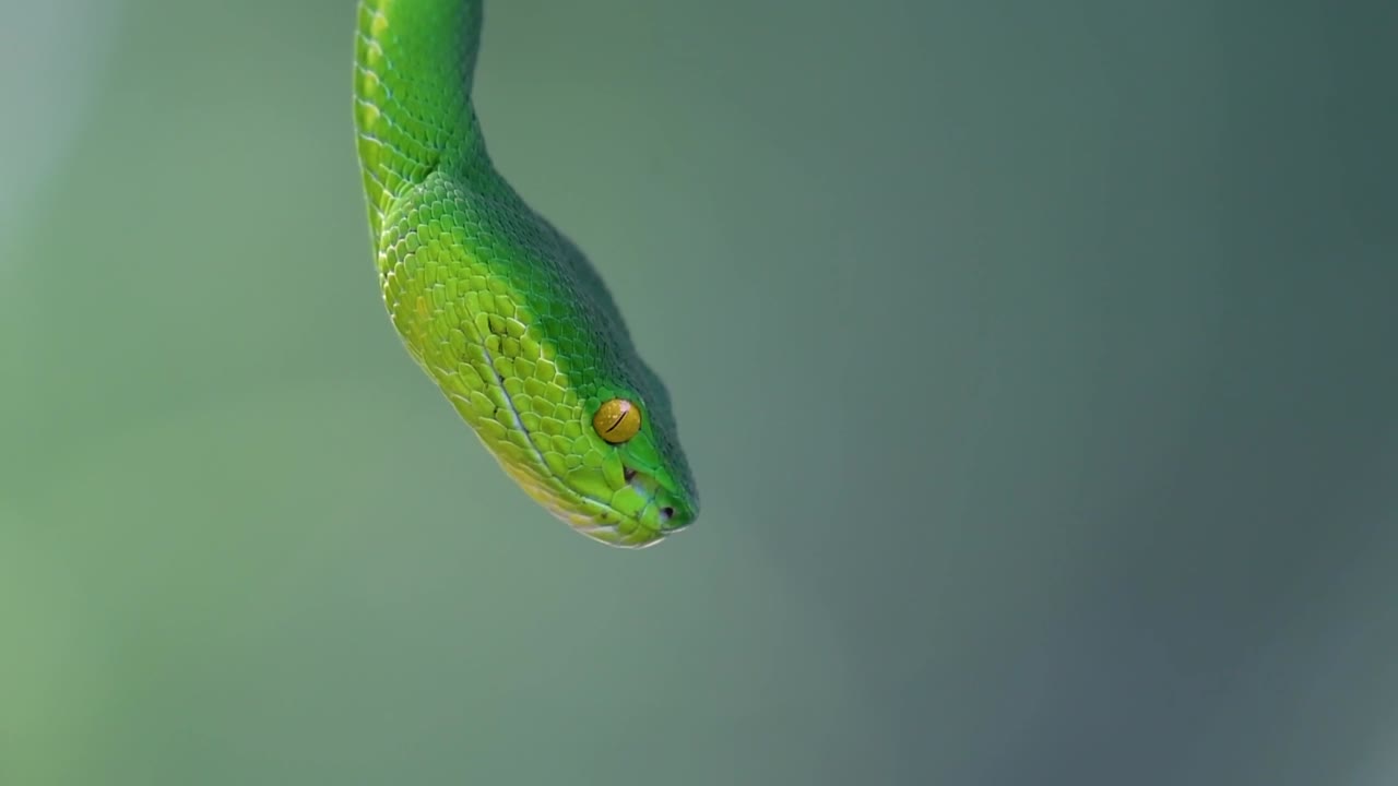 La vipera delle fosse dalle labbra bianche è una vipera velenosa endemica del Sud-est asiatico e si trova spesso di notte in attesa su un ramo o un fusto d'albero vicino a uno specchio d'acqua con abbondanza di prede.