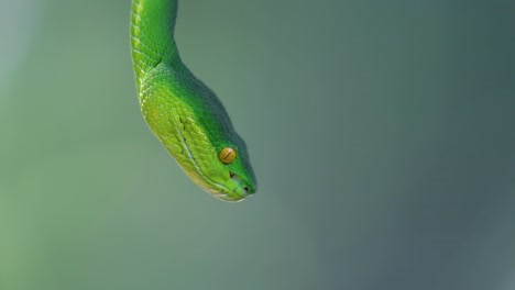 La-Víbora-De-Labios-Blancos-Es-Una-Víbora-Venenosa-Endémica-Del-Sudeste-Asiático-Y-A-Menudo-Se-Encuentra-Durante-La-Noche-Esperando-En-Una-Rama-O-Rama-De-Un-árbol-Cerca-De-Un-Cuerpo-De-Agua-Con-Muchos-Alimentos